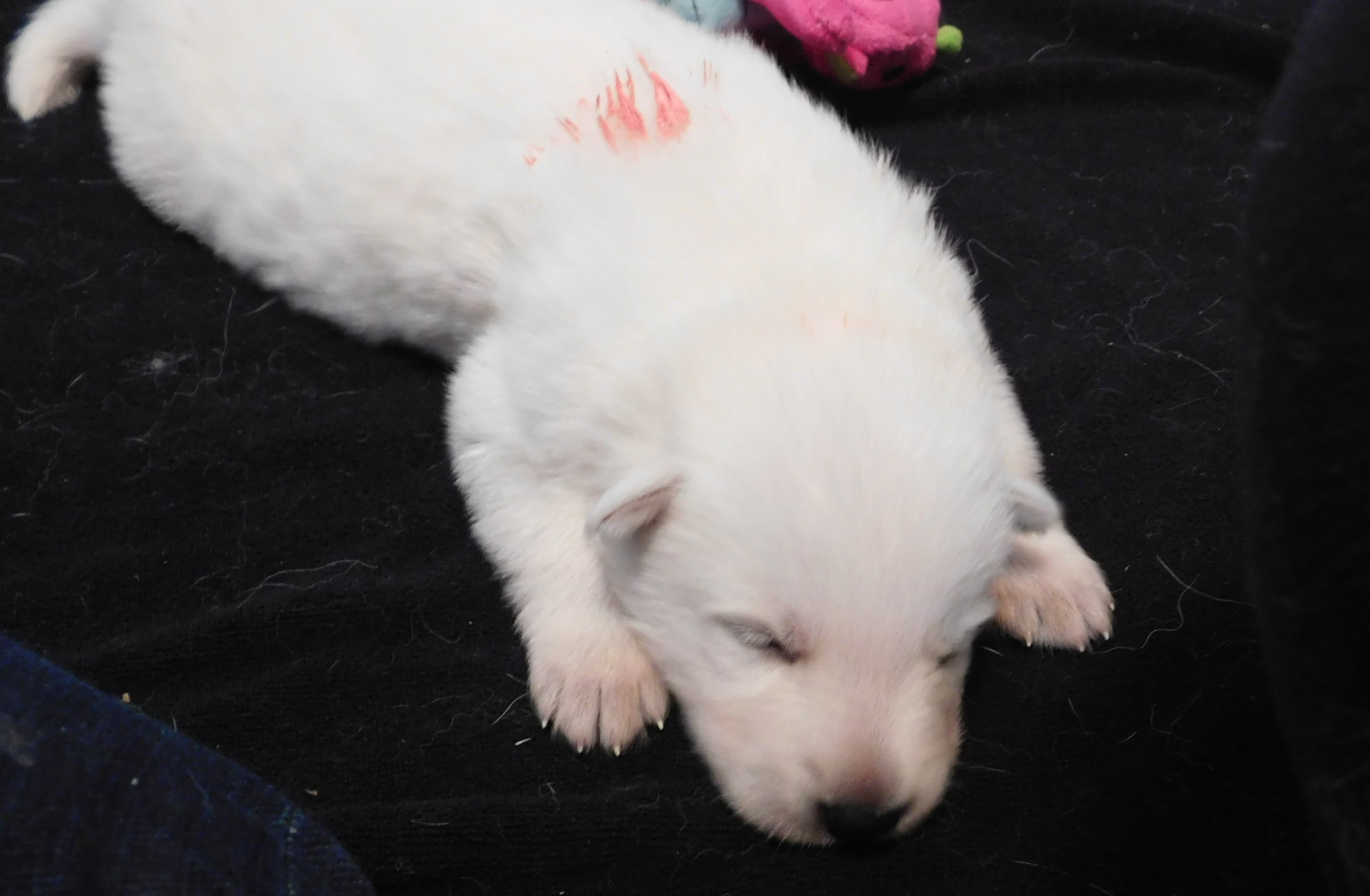 Pink Boy at two weeks old.